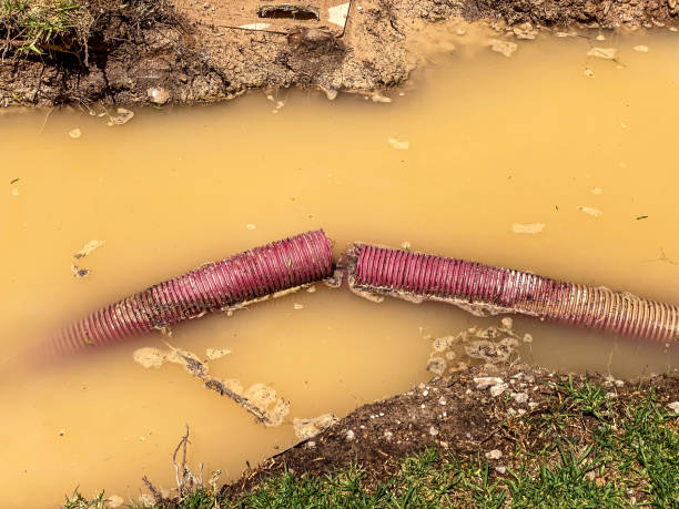 Best Flood restoration services  in Union City, IN